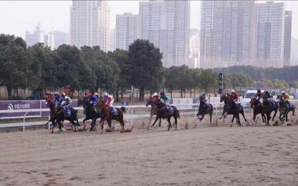 香港马赛资料大全，全面解析香港骏马的辉煌与荣耀,香港马资料大资料大全