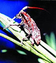 探索天牛3D图与红五图的奇妙世界，深度汇总与分析,天牛3d图红五图库汇总