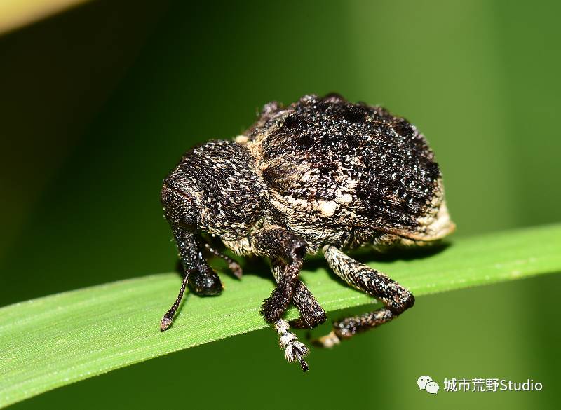 探索3D视觉盛宴，天牛图库大全最新版解析,天牛3d图库大全3d图库最新版