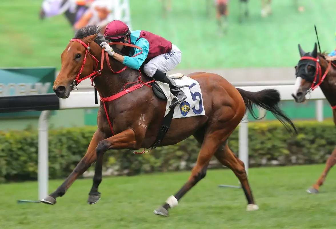 2019香港马会资料大全，免费资源与精彩赛事的完美结合,2019香港马会资枓大全免费